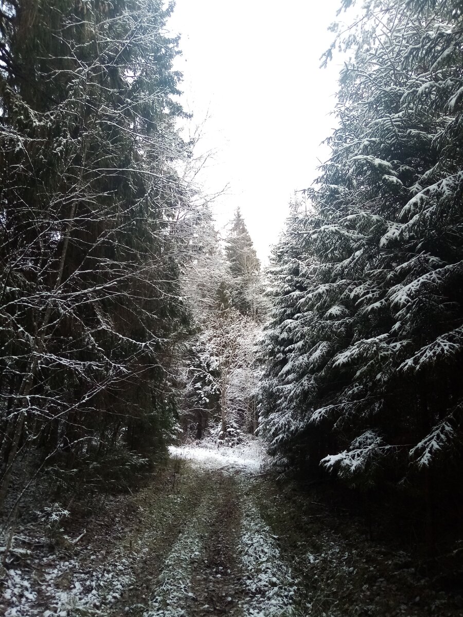 Ноябрьская лесная дорога.