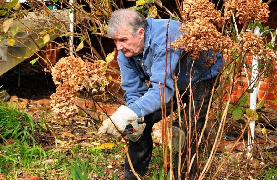 Обрезка гортензий осенью