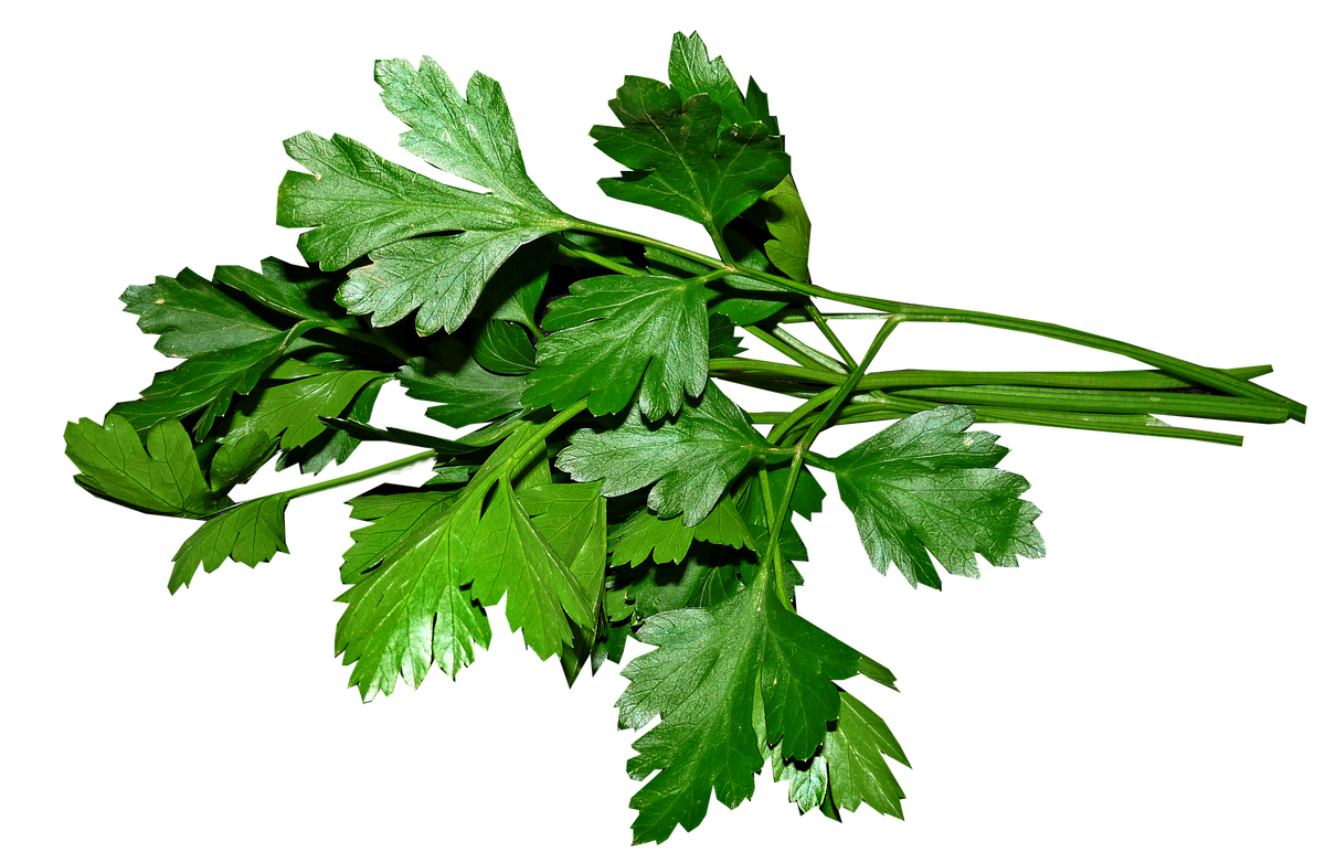 Веточка петрушки кудрявой (Petroselinum crispum)