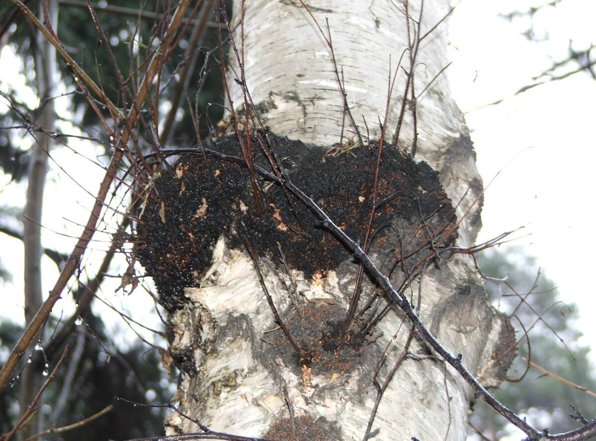 Кап березовый с веточками.