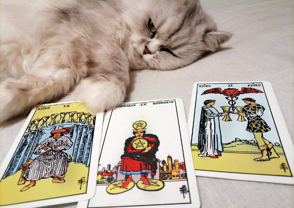 Серая кошка и Таро Уэйта. Фото автора