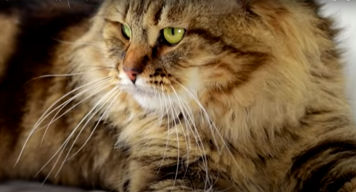 Взрослый сибирский кот