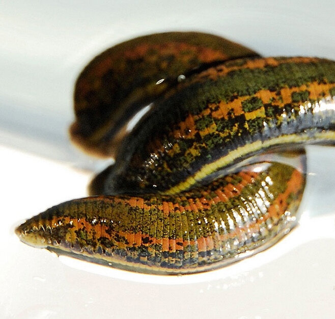 Гирудотерапия и мой личный опыт общения с пиявками в домашних условиях