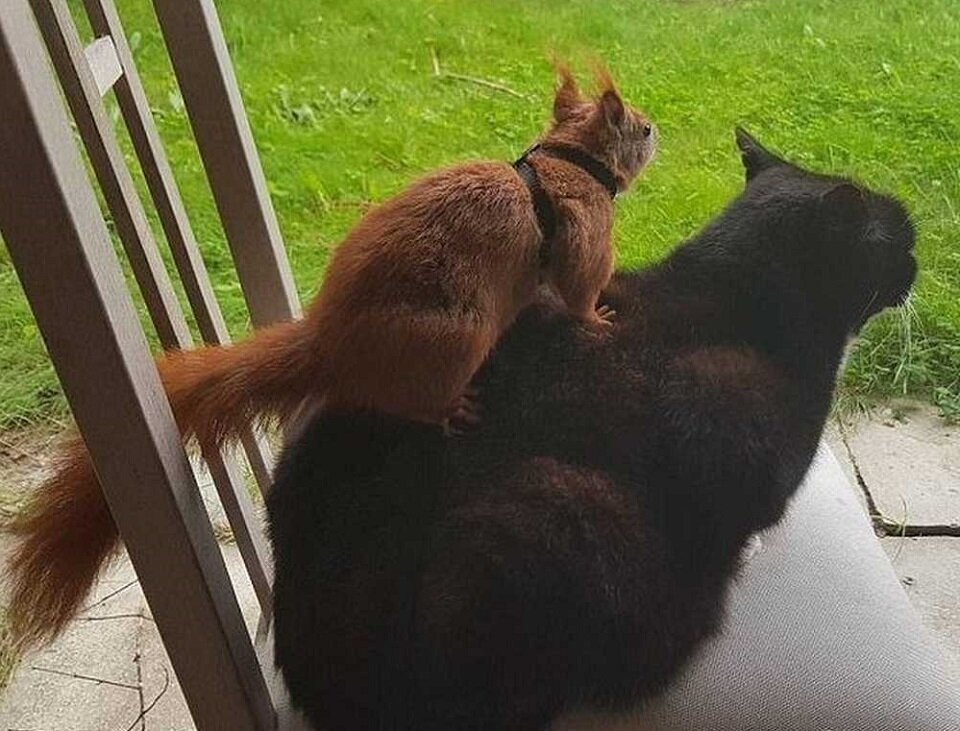 Новые и уже неразлучные друзья на прогулке