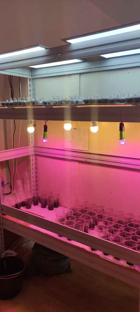 Полки для рассады, с подсветкой.