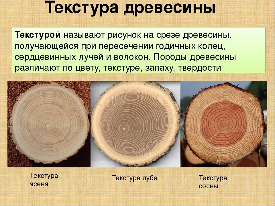 Элементы дерева. Породы деревьев в разрезе. Что называют текстурой древесины. Породы дерева для срезов. Виды срезов древесины.