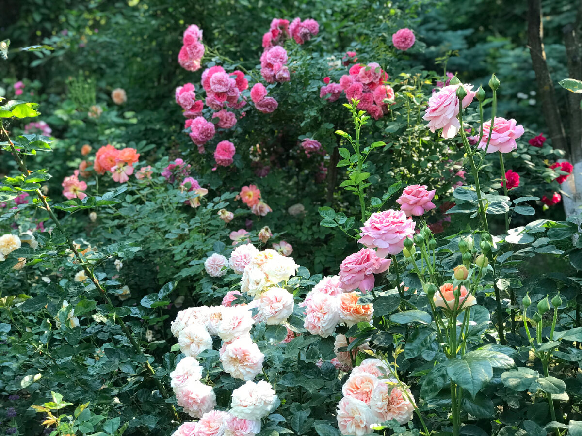 Ее окружают такие розы как Chippendale,Rosarium Uetersen,Botticelli.Мне кажется  получился прекрасный союз.