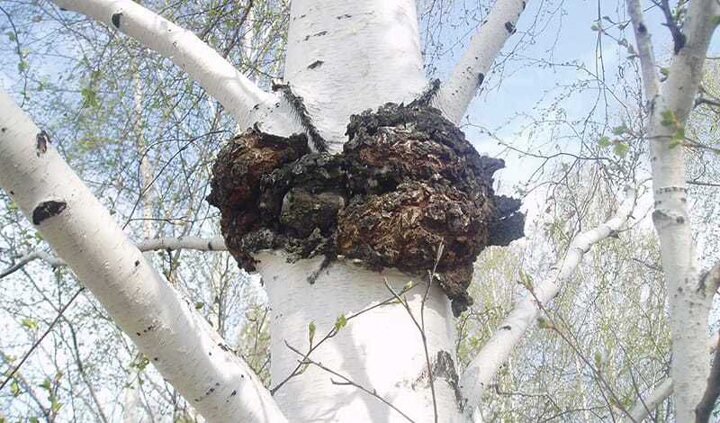 Березовый гриб чага