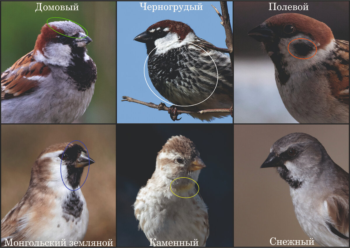 Воробей городской и полевой отличия фото