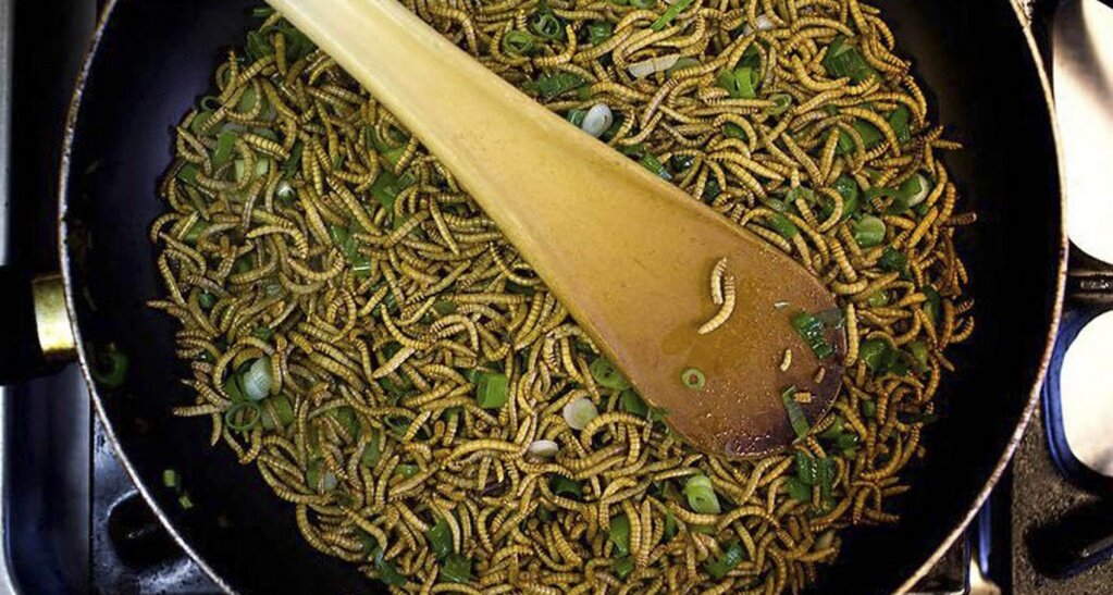 Личинки хрущака (или мучного жука) очень популярны в Европе. Они очень питательны, в них много меди, натрия, калия, железа, цинка и селена. Их легко разводить и хранить.