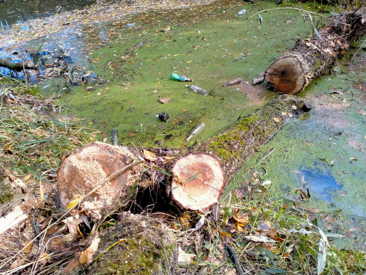 Чем пилить упавшее дерево под водой | Дачные заметки от Сергея 🌏 | Дзен