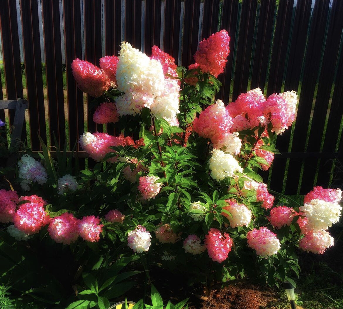 Ванилла фрайз в сентябре 2021 , когда морозов в сентябре у нас в регионе еще не было