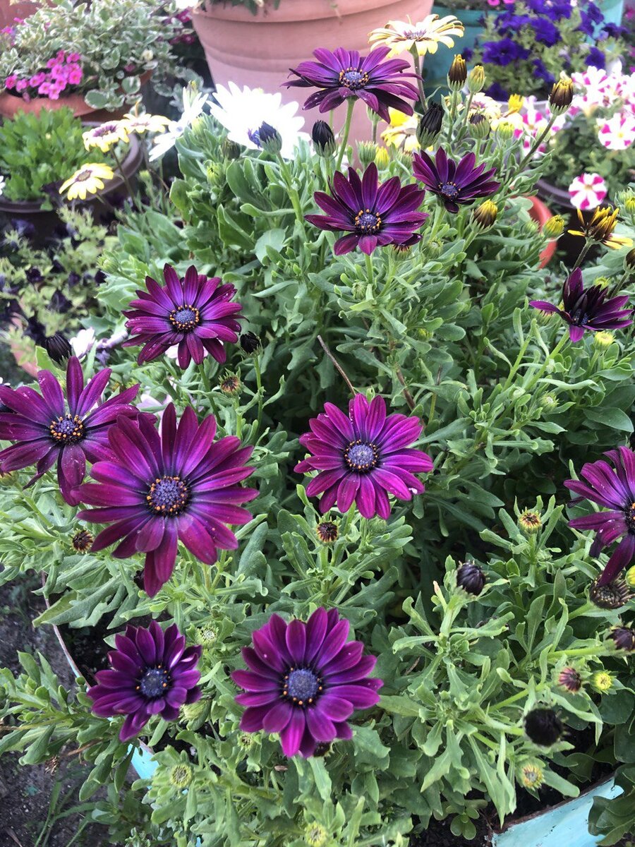 Должен быть махровый остеоспермум, а расцвёл обычный (фото автора)