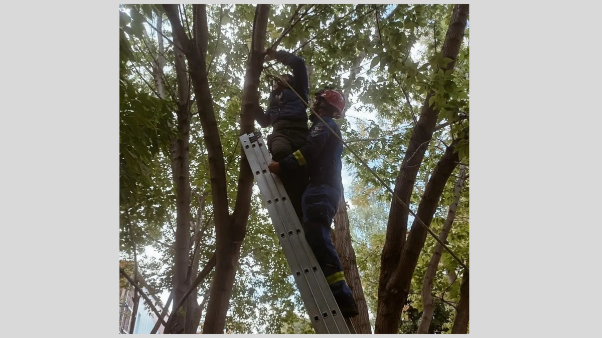     В Сарапуле спасли мальчика, который забрался на дерево и не мог самостоятельно спуститься. Об этом сообщили в Поисково-спасательной службе Удмуртии.