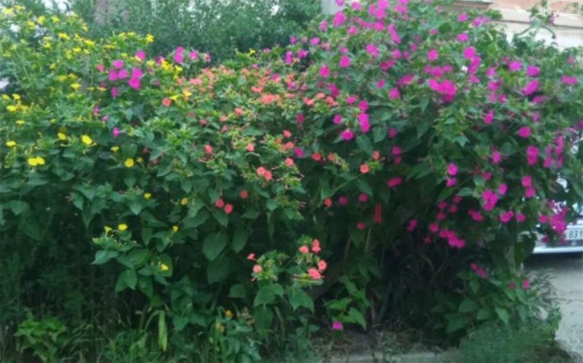 Мирабилис (ялапа, ночная красавица). Цветок сказочный, но если ...