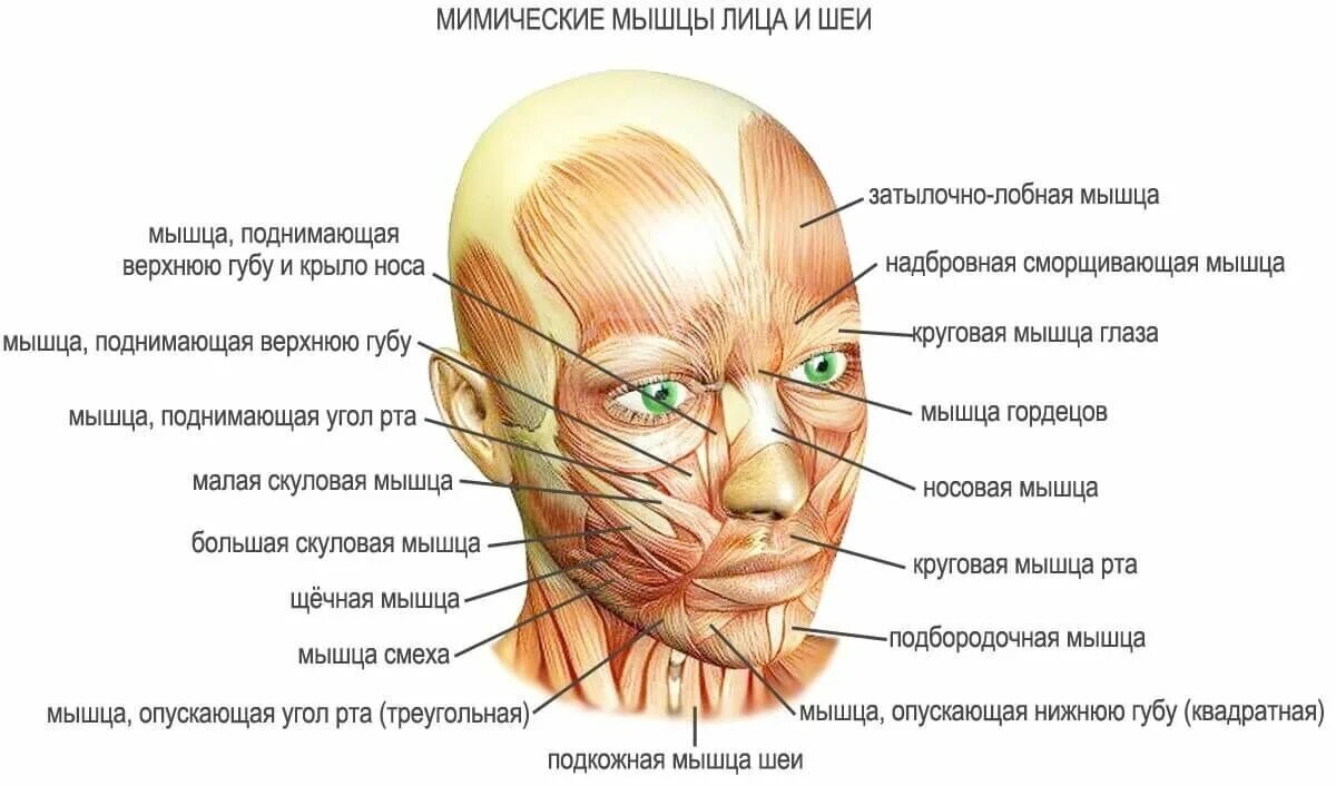 Лобная мышца анатомия