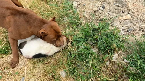 Кот в гостях у Собаки