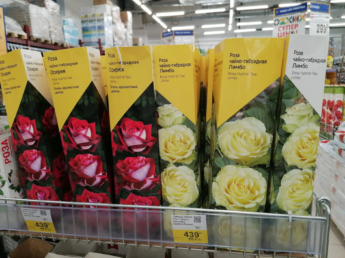 Роза ЧГ Лимбо в магазине. Фото автора @МашаГенералова