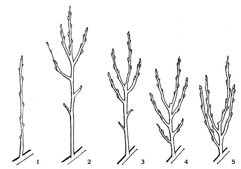 Как обрезать грушу весной 5 лет. Обрезка колоновидного абрикоса схема. Схема обрезки яблони весной. Обрезка колоновидные абрикосы. Обрезка колоновидной яблони весной.