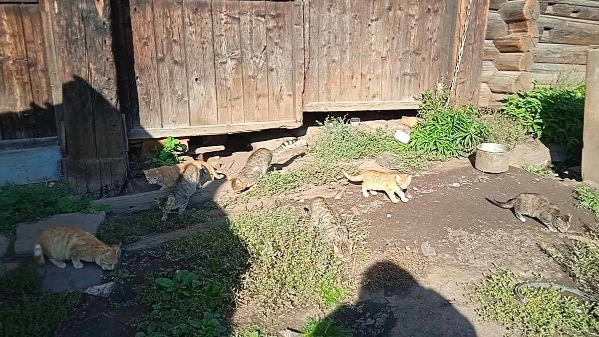От такого количества котиков у нас зарябило в глазах, попробуйте найти на фото 7 кошек