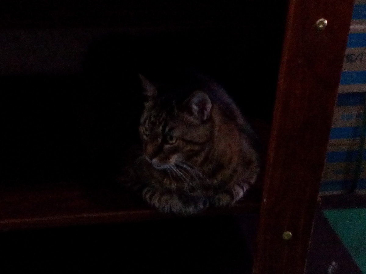 Я в ночную смену уже с весны текущего года охраняю материалы, предназначенные  для ремонта  этажа, на котором  я тружусь.