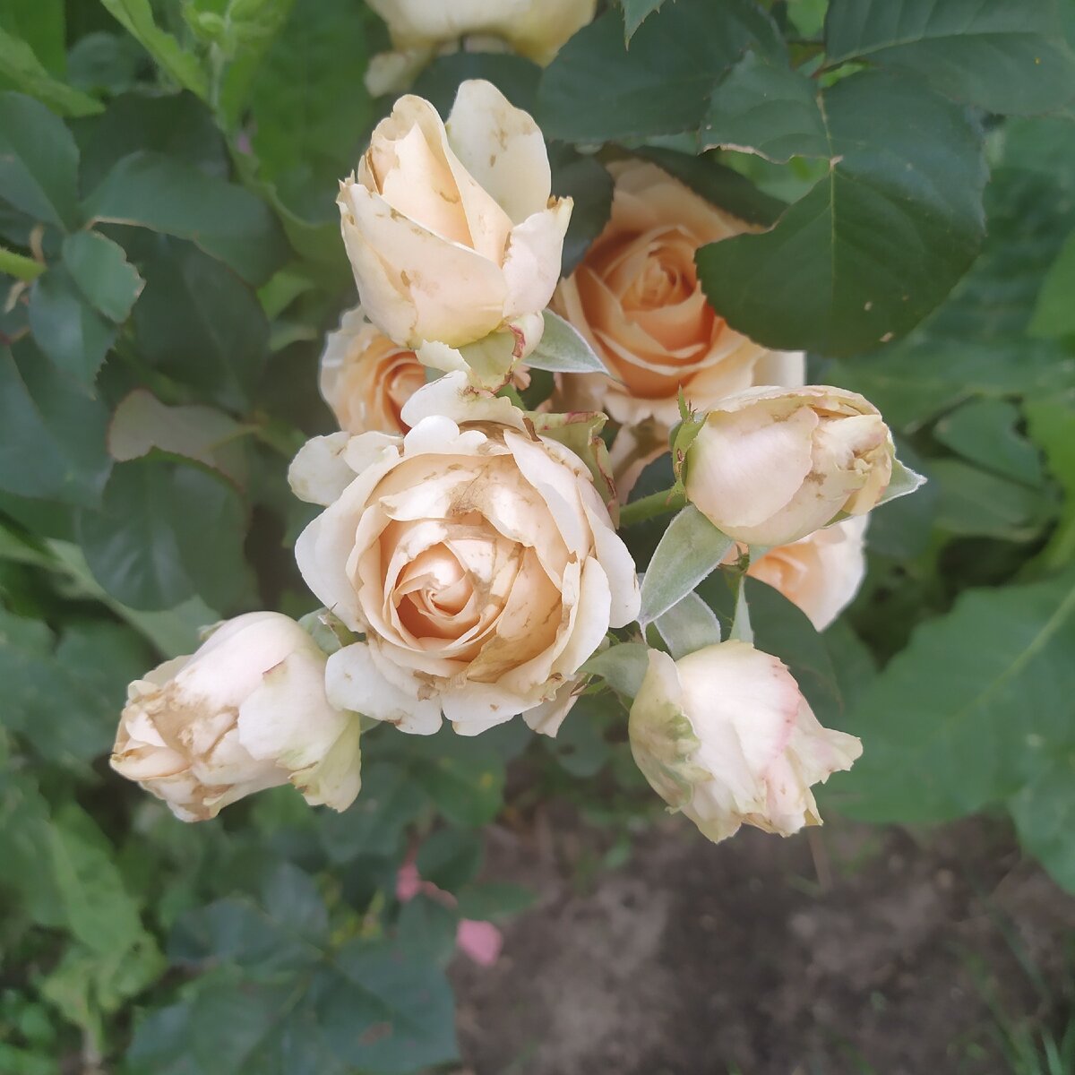 На даче хорошо, я выращиваю розы. Фото автора. 