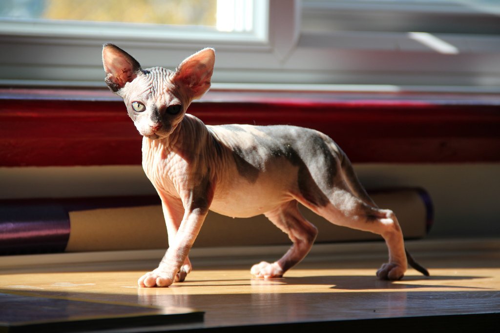 Канадский сфинкс