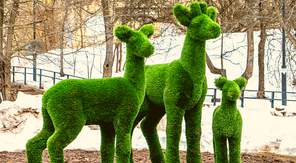 сочи. топиари бачо. топиарные фигуры подольск парк талалихина. топиарная фигура слон. топиарная скульптура цезаря.