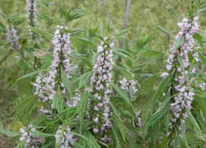 Пустырник полезен для сердца