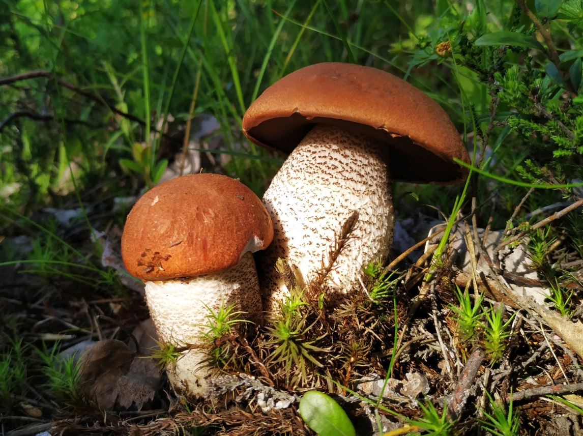 Фото Стаса Кривошеева