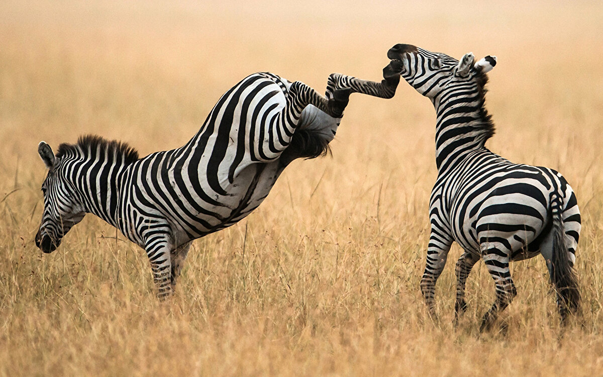 Зачем зебре черно-белые полоски, фото 1zoom.ru 