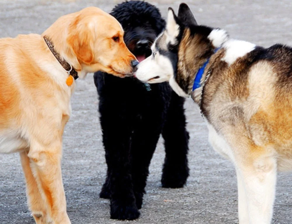Почему собаки занимаются. Социализация собаки. Собаки знакомятся друг с другом. Собаки обнюхиваются. Социализированная собака.