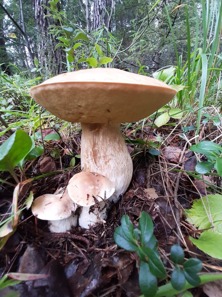 "БЕЛАЯ"  СЕМЕЙКА