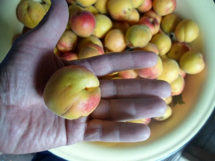 Абрикос Королевский