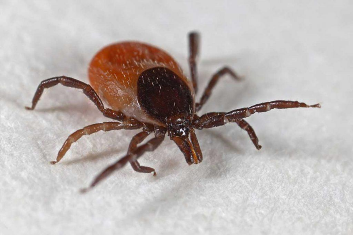 Иксодовый клещ