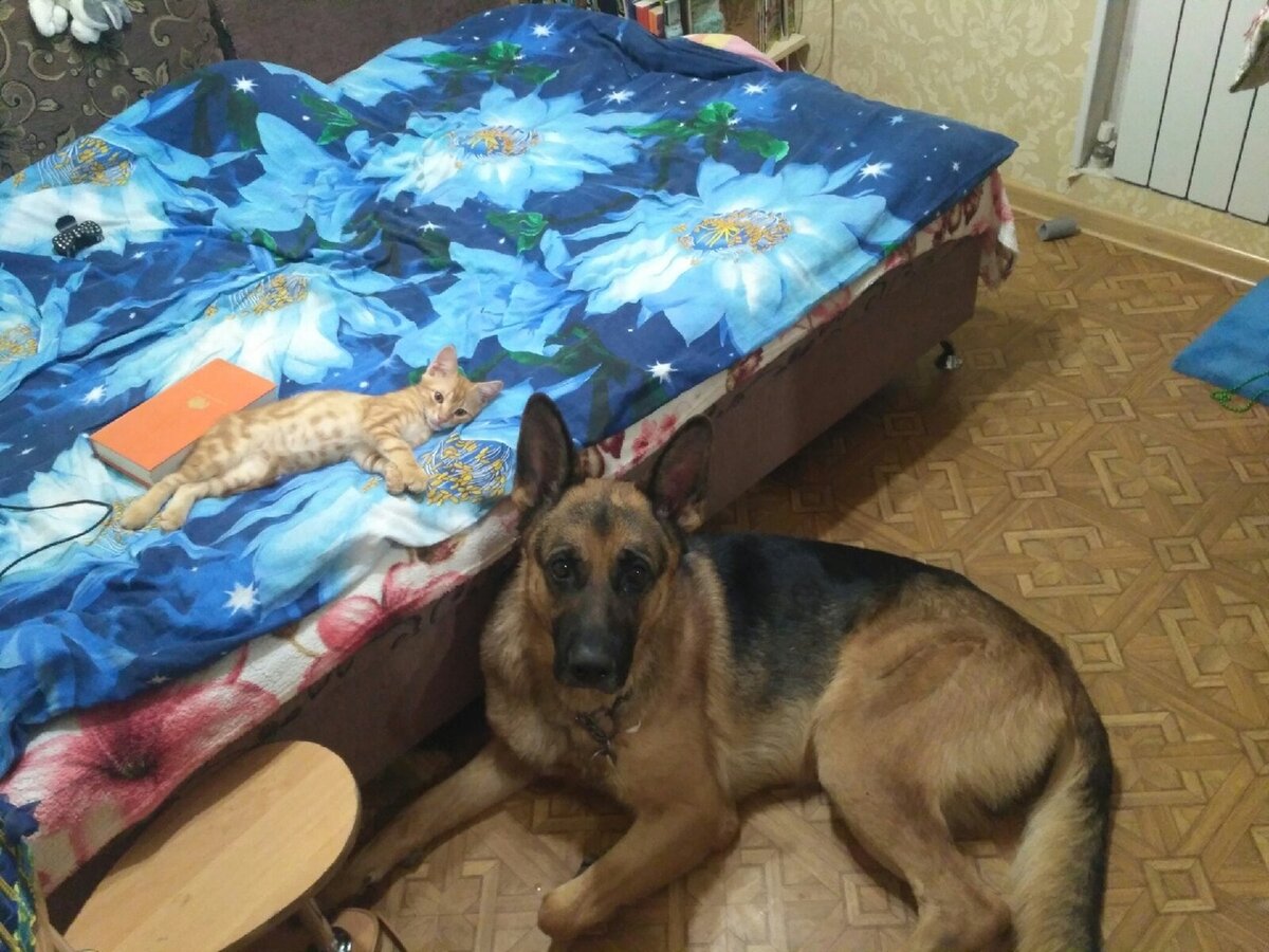 Рыжик уже в семье