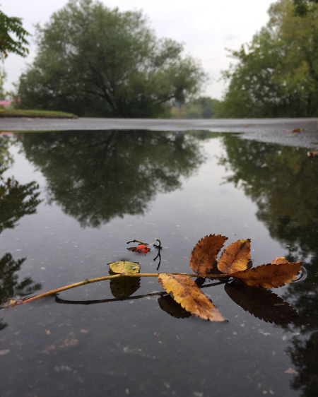 Приближение осени. Фото А.Троилиной : Измайловские  пруды 27.08.20  