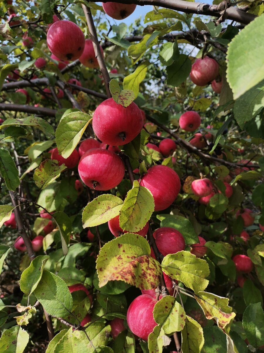 Фото автора.