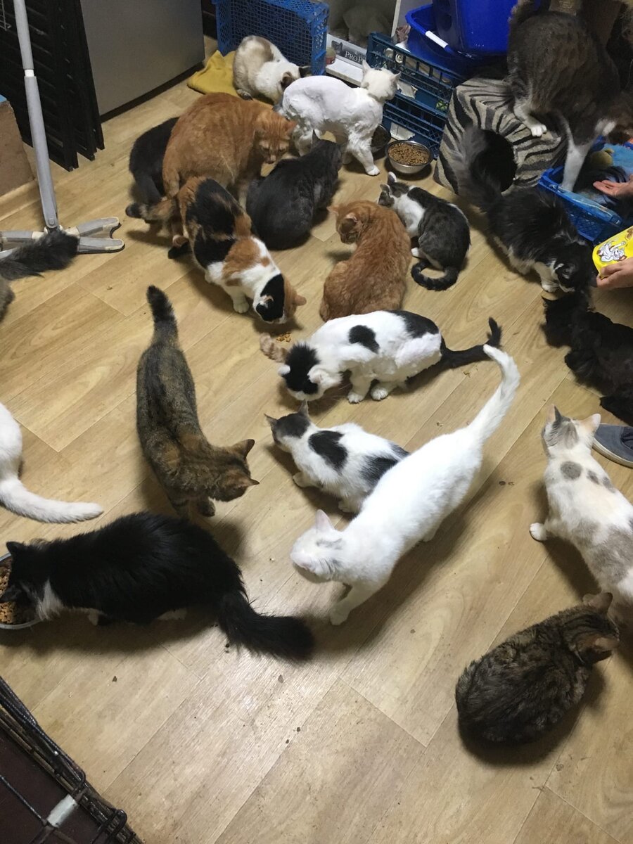 приюты для кошек в москве взять