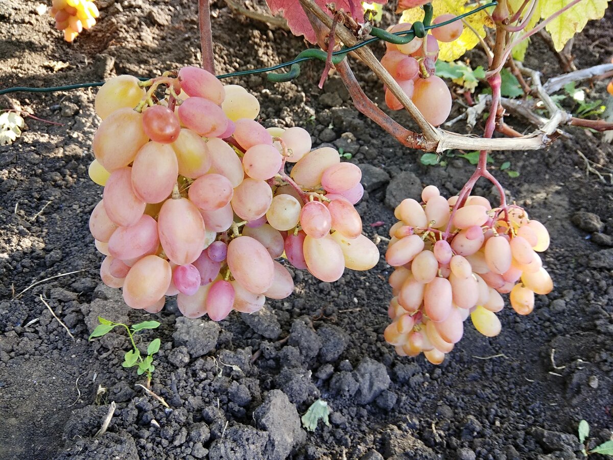 Это финальное фото, сами кисти уже срезаны и съедены. Факт - было вкусно!