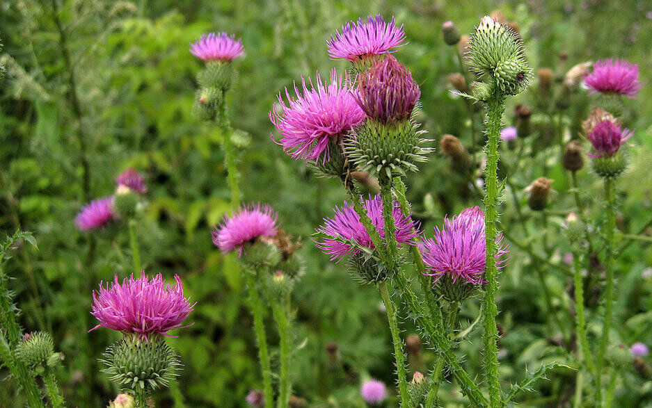 Расторопша в цвету. Яндекс картинки.