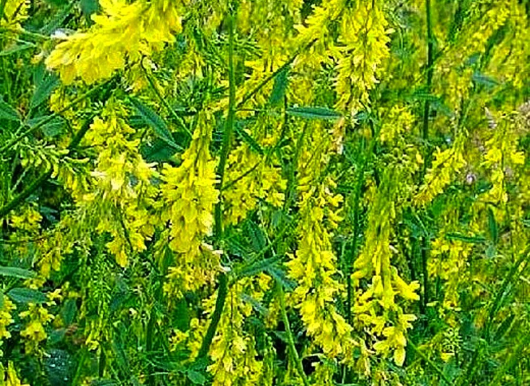 Семена: Донник желтый 0,2 кг - интернет-магазин СеДеК