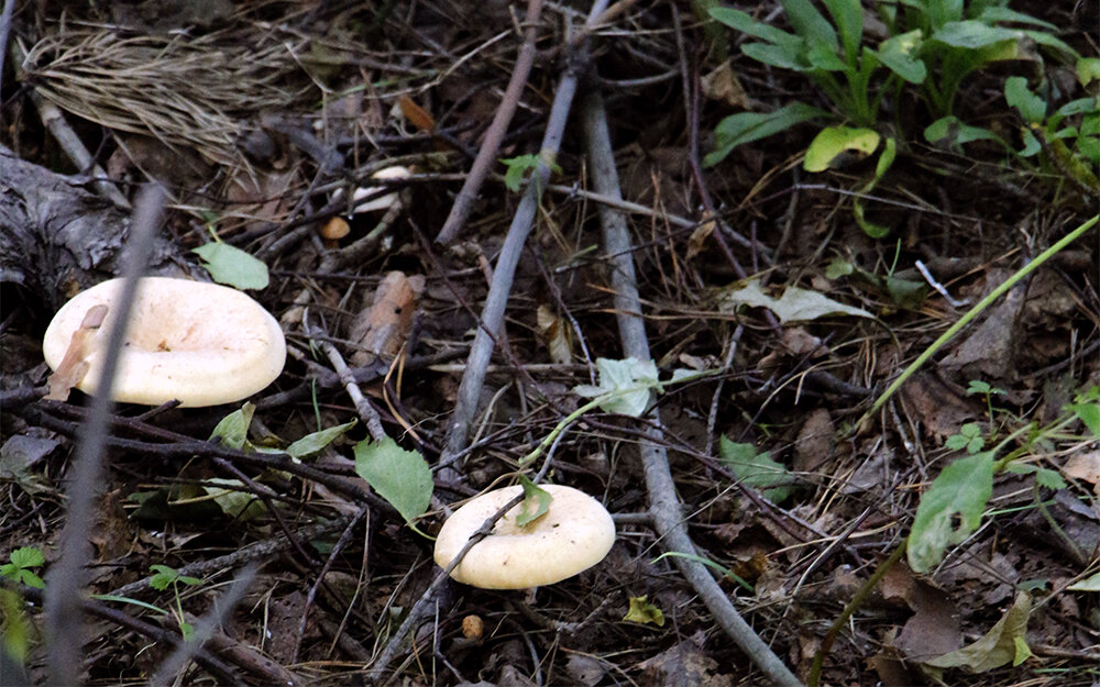 Фото автора. Снимок не имеет прямого отношения к истории, а лишь косвенно иллюстрирует публикацию.