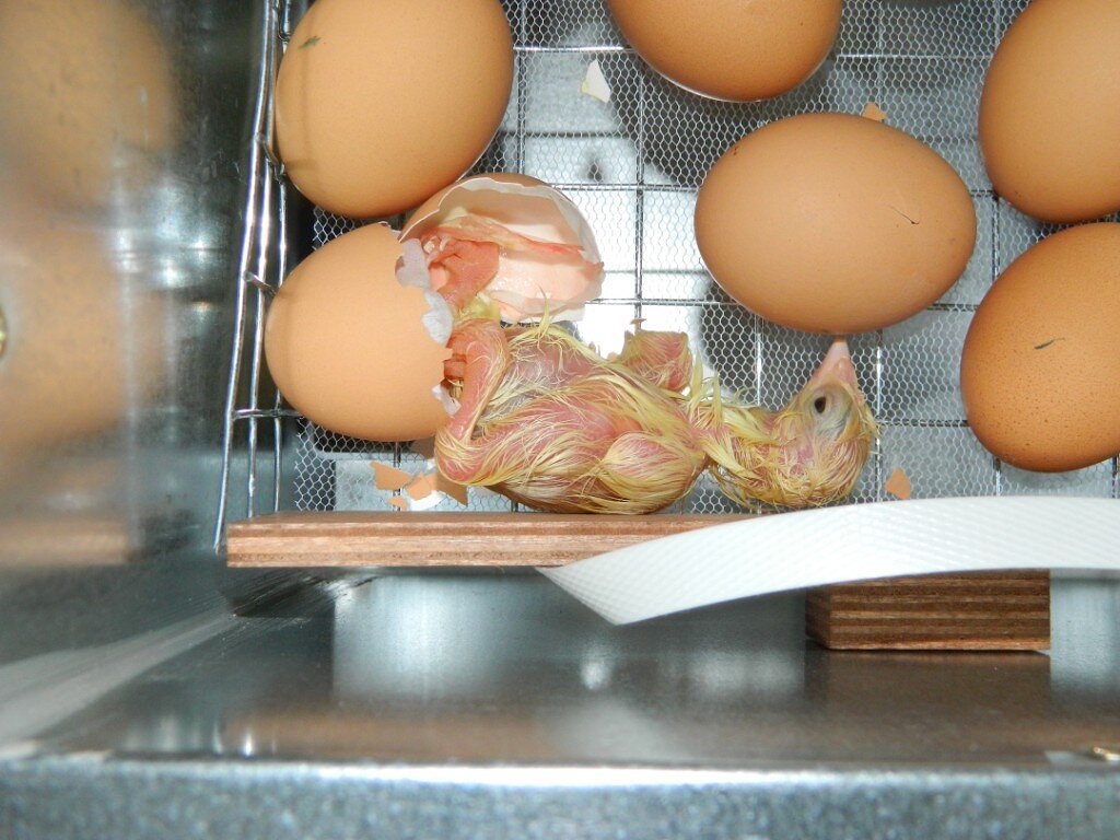 Вывод. Фото моё