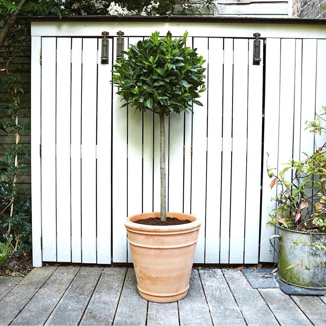 Instagram @rastenie_store