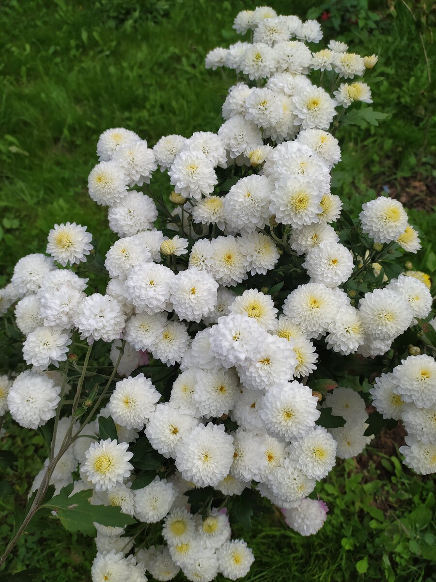 "А впрочем, нету никаких проблем кроме этих хризантем"