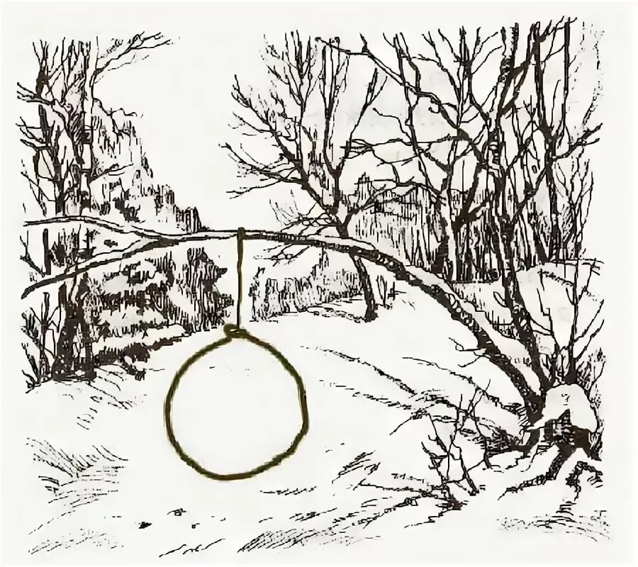 Как сделать петлю на зайца. Петли и силки на зайца. Охотничьи петли на зайца. Петли на зайца зимой как правильно поставить. Петля на зайца.