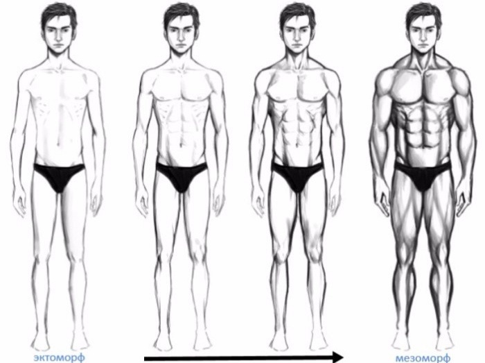 Программа тренировок. Основное внимание стоит уделить базовым упражнениям. Тренировки должны быть интенсивными и длиться не дольше 45 минут. На каждую мышечную группу нужно делать 4-6 подходов по 6-8 повторений, это обеспечит максимально возможный прогресс.Для увеличения объема мышцы необходимо использовать нагрузку продолжительностью 15-40 секунд или 6-15 повторений в подходе с отягощением, позволяющим работать не более 40 секунд.1)Минимизировать движения. Никакого бега, аэробных тренировок. Необходимо уменьшить расход энергии.2)Питание очень обильное, не менее шести раз в день. Особенно необходима высококалорийная пища, так что шоколад и торт не повредят.3)Разминка до и после тренировки. Разминка между подходами.4)Техника выполнения важнее всего (рисунок и описание) к каждому упражнению.5)Полная амплитуда выполнения.6)Ставить цели (достигать измеримые результаты): объем - замеры, сила-вес, количество и т.д.7)Настрой на каждую тренировку, играть профессионала, читать литературу.8)Выводы и итоги по каждому месяцу (циклу) тренировок (фото).Программа тренировок для эктоморфа.Начинать тренировку с пресса, после разминки.Тренировка «До отказа» раз в неделю.ДЕНЬ 1 (ноги, плечи)1) Рывок штанги на грудь 2х10 - базовое.Присед 4х8 - базовое 2) Жим штанги стоя от груди или из-за головы 3х6-8 - базовое.Жим гантелей или штанги сидя 2х6-8 - базовое.ДЕНЬ 2 (грудь, трицепс)1) Жим штанги, лежа 3х8 - базовое.Жим гантелей лежа 3х8 - базовое.Жим на наклонной скамье или отжимания на широких брусьях 3х6-8 (с отягощением) - базовое.Разведение гантелей лежа 3х8 - изолирующееПуловер 2х20 8кг.Тяга рейдера2) Отжимания от скамьи 3х8 - базовое.Жим штанги узким хватом 3х8 - базовое.ДЕНЬ 3 (спина, бицепс)1) Подтягивания широким хватом (с отягощением) 2 на максимум - базовое.Становая тяга 3х12 - базовое.Тяга штанги к поясу в наклоне обратным и прямым хватом 2х8 - базовое.2) Подъем штанги на бицепсы 3х6-8 - базовое.Подъем гантелей на бицепсы 3х8 - базовое.Подъем штанги на бицепсы 3х6 обратным хватом - формирующее.Дополнительные упражнения1) ПрессСкручивания 3х8 - базовое.Подъем ног в висе 3х10 - базовое.Обратные скручивания 3х8 - базовое.Косые скручивания 3х10 - базовое.2) ТрапецияШраги с гантелями и штангой . 3х8 - базовое.3) Шея, подъем и опускание груза лежа.