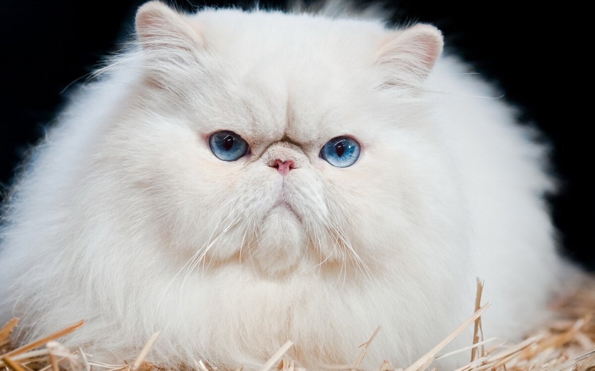 Персидский кот — требовательный денди. Характер, здоровье, уход |  Собакевичи | Дзен