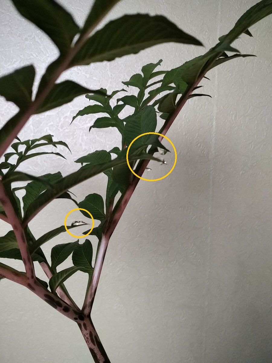 Аморфофаллус предупреждает о дождливой погоде